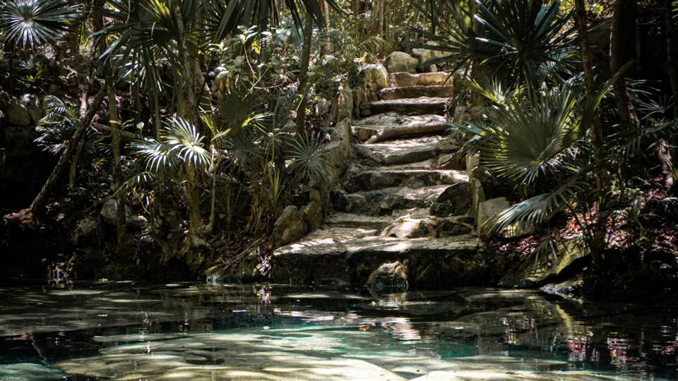 Forest and clear water beside a cenote in Yucatán, Mexico